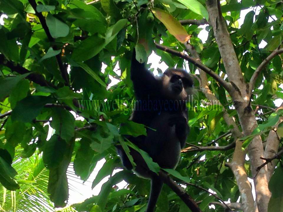 Weligama Bay Eco Villa מראה חיצוני תמונה